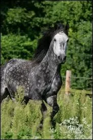 Quelle est la robe de ce cheval ?