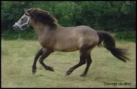 Quelle est la robe de ce cheval ?