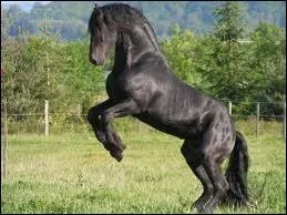 Quelle est la robe de ce cheval ?