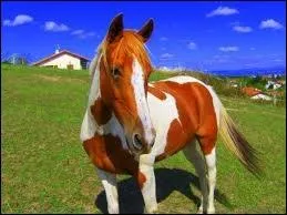 Quelle est la robe de ce cheval ?