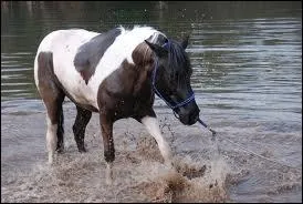 Quelle est la robe de ce cheval ?