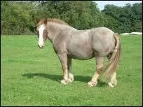 Quelle est la robe de ce cheval ?