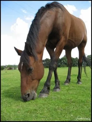 Quelle est la robe de ce cheval ?