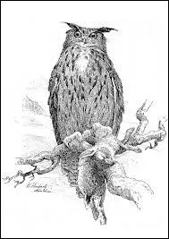 En franais, les mots se terminant en  ou  prennent un  s  au pluriel,  l'exception des mots suivants, qui prennent un  x  :