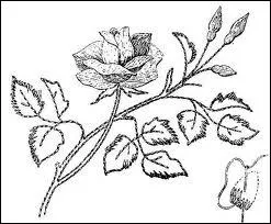 Veuillez dcliner le mot latin  Rosa  (la rose)  l'accusatif.