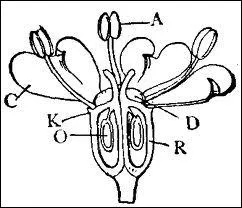 Qu'est-ce que l'tamine ?