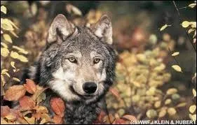 Dans quelle autre catgorie peut-on placer les loups ?