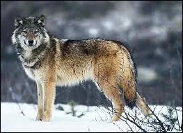 Quelle est l'espce de loup la plus rpandue dans le monde ?
