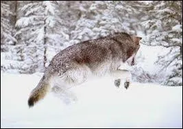 Le loup est trs rsistant et endurant. Ainsi, il est...