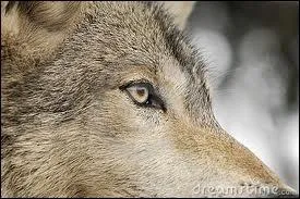 L'odorat du loup est trs puissant. Et il en va de mme pour...