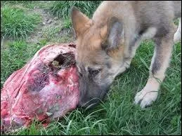 Quel est le rgime alimentaire du loup ?
