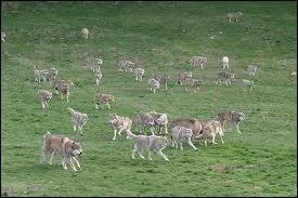 Comment les loups se dplacent-ils ?