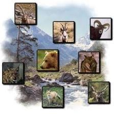 Quiz Loups
