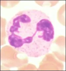 La photo ci-jointe reprsente :