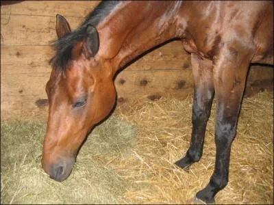 De quelle robe est ce cheval ?