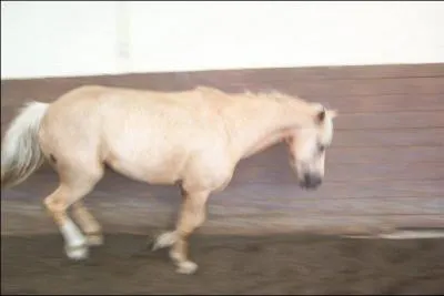 De quelle robe est ce cheval ?