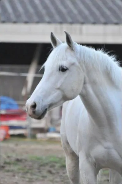 De quelle robe est ce cheval ?