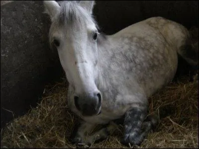 De quelle robe est ce cheval ?