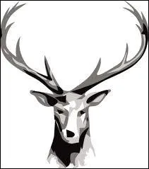 Avant d'atteindre l'ge d'un an, le cerf mle est un :