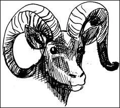 L'agneau est le nouveau-n de la mouflonne.