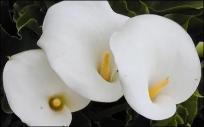 Ces fleurs blanches sont des ...