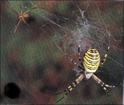 Celle du matin nous apporte du chagrin, mais celle du soir de l'espoir ...