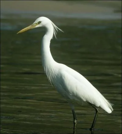 Son petit toupet de plumes derrire la tte lui donne son nom, c'est une ...