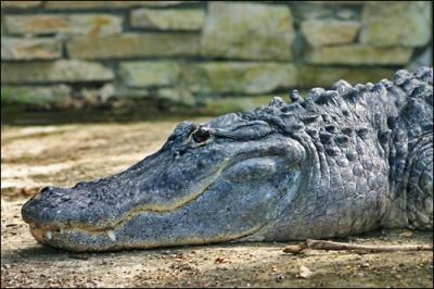 Ce n'est pas un crocodile mais c'est caiman la même chose ... ça s'écrit avec ...