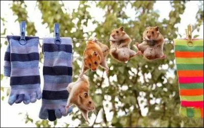 Où peut-on trouver le hamster à l'état sauvage ?