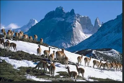 Quel chanteur et compositeur franais, accus de fuir le fisc, s'est install en Patagonie ?