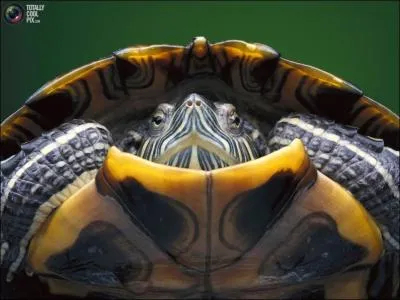 Comment s'appelle cette le des Antilles, qui servait de base et de refuge aux flibustiers du XVIIme sicle ?