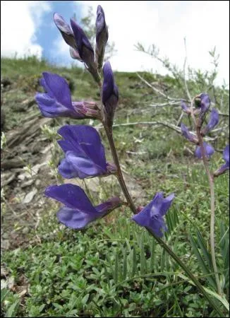 Elle dispose ses fleurs aux ailes claires et à l'étendard violet en grappes lâches. Elle résiste bien dans les lieux arides.