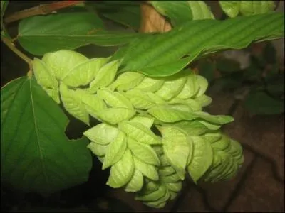 Ses fleurs brunissent en vieillissant. Elle est une plante invasive et tropicale dont les feuilles suivent la lumière. Pour la trouver, il faut marcher sur les traces de Milady Monson.