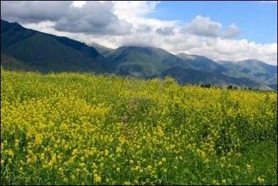 Champ de luzerne jaune au pied des montagnes bleues, au :