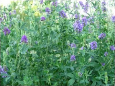 On emploie la luzerne ou alfalfa en homéopathie pour traiter la fatigue physique et intellectuelle.