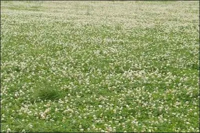 C'est un excellent fourrage et ses fleurs sont astringentes. En langage des fleurs, cette plante nous dit : "pense à moi".