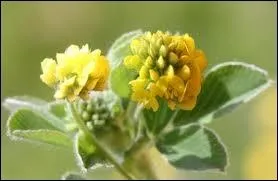 Selon Théophraste, la luzerne est originaire de Médie, voilà pourquoi la luzerne lupuline est du genre :