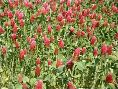 On l'appelle aussi le trèfle du Roussillon. Autrefois, il était cultivé pour les bovins et les chevaux. Au fur et à mesure du mûrissement, la fleur pâlit.