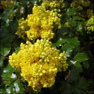 Quelle plante d'un jaune tincelant fleurit de dcembre  mars ?