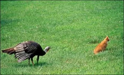 Qui est le compagnon du chat ?