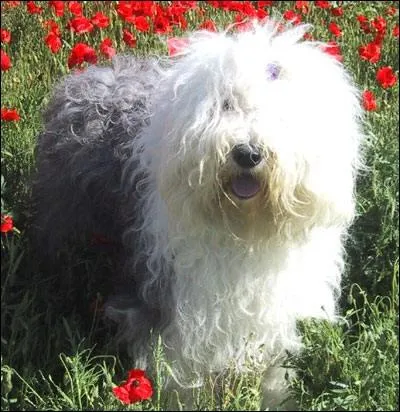 Bobtail ou Bearded Collie ?