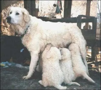 Plus dur : Patou (Chien De Montagne et des Pyrnes) ou Maremme Abruzze ?