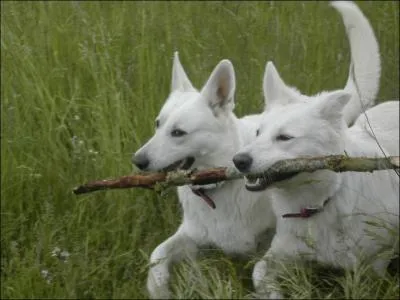 De quelle race s'agit-il ?