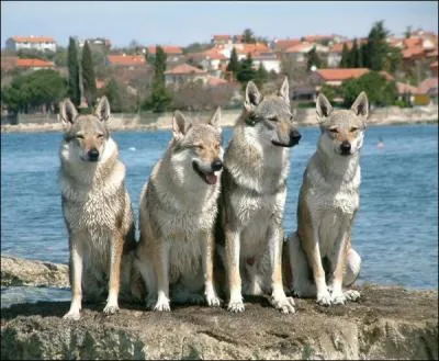 Les ressemblances ne se font pas qu'entre chiens. Russirez-vous  rpondre juste cette fois ? Ce sont des...