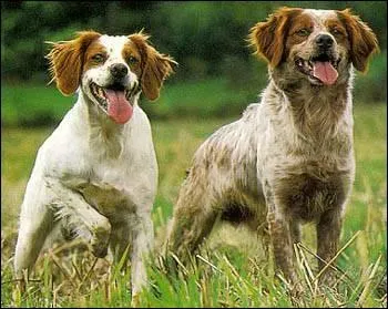 Beaucoup d'Epagneuls se ressemblent saurez-vous reconnatre celui-l ?