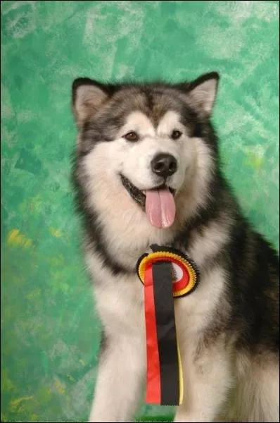 De quelle race est-il question  prsent ?