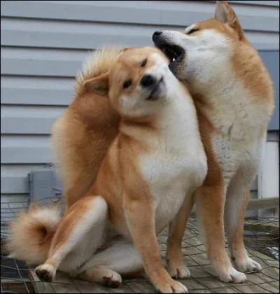 Comment s'appelle celle-ci ?