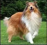 Maintenant il s'agit d'un...