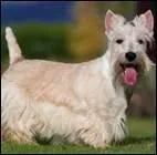 Question un peu plus simple : Westie ou Scottish Terrier ?