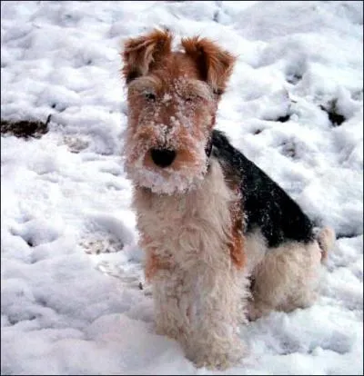 Arriverez-vous  identifier cette race ?